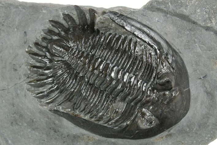 Mrakibina Trilobite - Mrakib, Morocco #353036